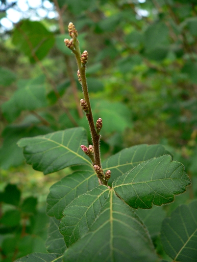 {Rhus aromatica}